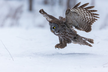 The great grey owl or great gray is a very large bird, documented as the world's largest species of owl by length. Here it is seen searching for prey in Quebec's harsh winter.
