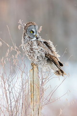 The great grey owl or great gray is a very large bird, documented as the world's largest species of owl by length. Here it is seen searching for prey in Quebec's harsh winter.