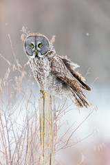 Fototapeta premium The great grey owl or great gray is a very large bird, documented as the world's largest species of owl by length. Here it is seen searching for prey in Quebec's harsh winter.