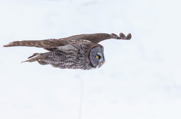The great grey owl or great gray is a very large bird, documented as the world's largest species of...