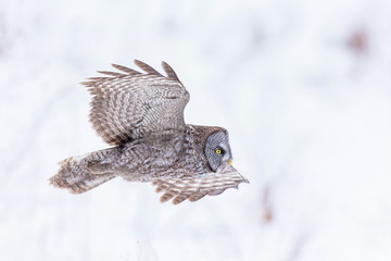 Naklejka na ściany i meble The great grey owl or great gray is a very large bird, documented as the world's largest species of owl by length. Here it is seen searching for prey in Quebec's harsh winter.