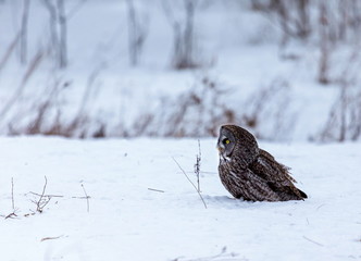 The great grey owl or great gray is a very large bird, documented as the world's largest species of owl by length. Here it is seen searching for prey in Quebec's harsh winter.