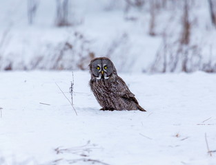 The great grey owl or great gray is a very large bird, documented as the world's largest species of owl by length. Here it is seen searching for prey in Quebec's harsh winter.