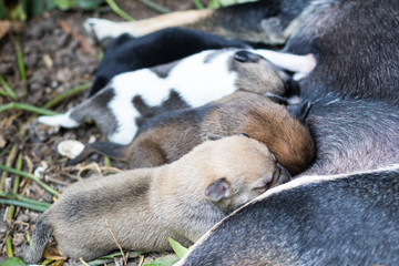 Close to breastfeed puppies asleep.