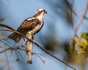 Osprey