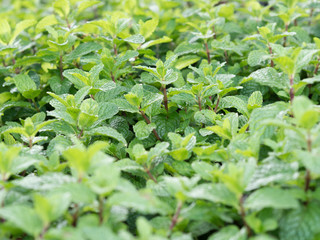 Organic mint growing in vegetable garden. © surasakpd