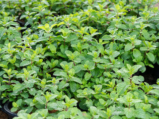 Organic mint growing in vegetable garden. © surasakpd
