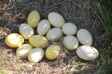 huevos de ñandú o avestruz de las pampas