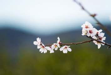 White cherry flower blossom, spring 