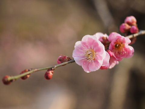 Plum blossom and buds on branch