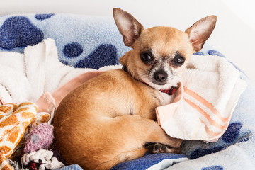 chihuahua dog on white background