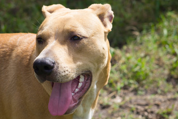 Puppy Enjoying The Sun
