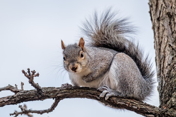 Naklejka na ściany i meble Gray squirrel sitting on a branch