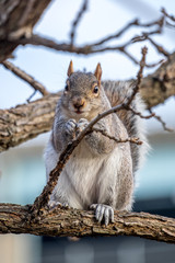 Naklejka na ściany i meble Gray squirrel sitting in a tree and eating