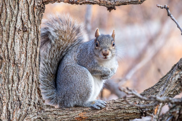 Gray squirrel sitting in a tree