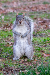 Gray squirrel standing up