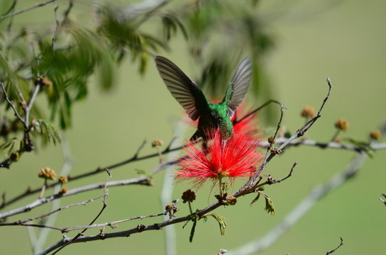 colibries con plumerillos