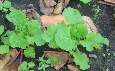 Nature of Plants and Flowers