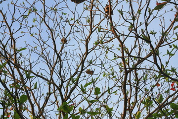 Nature of Plants and Flowers