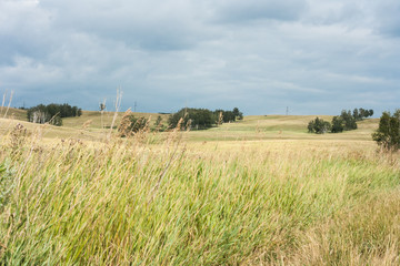 Landscape with rare trees in the hills, dry grass in the foreground on a cloudy day.