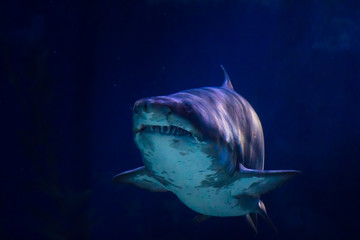 Great white shark in underwater beatiful
