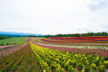 Fototapeta na wymiar 北海道美瑛の夏の四季彩の丘