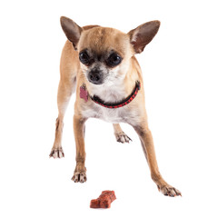 Obraz premium chihuahua dog on white background