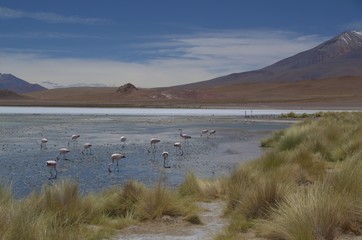 Flamingos feeding on a lake in front of the stunning backdrop of the beautiful Altiplano region of Bolivia