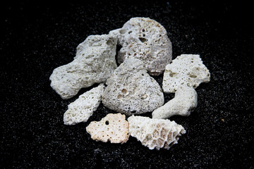 Wreck Coral on a black background that looks like the meteorite.