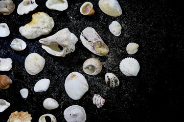 Sea shells on a black background