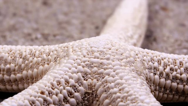 Close up of a rotating tropical starfish shows the intricate detail of this marine animal.