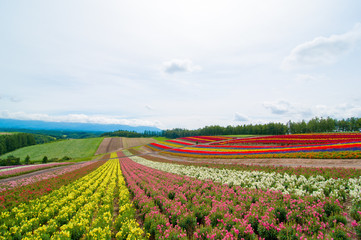 夏の北海道の広大なカラフルな丘