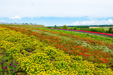 夏のカラフルな北海道の丘