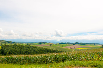 Fototapeta na wymiar 丘から眺める北海道の風景