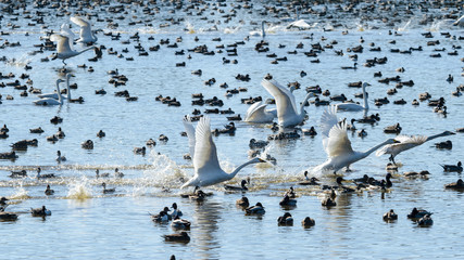 飛び立つ白鳥達