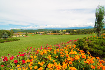 Obraz premium 北海道 美瑛 ぜるぶの丘・亜斗夢の丘
