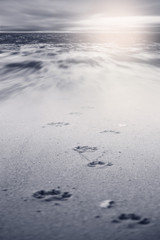 Dog footsteps in sand.color toned.