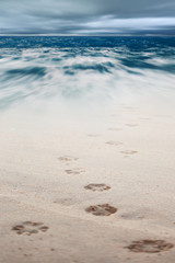 Dog footsteps in sand.color toned.