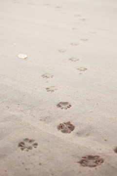 Dog footsteps in sand.color toned.