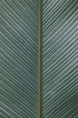 The leaf texture nature green for background