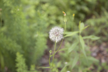 Dandelion Clock