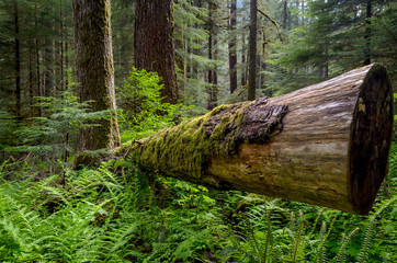 Dead log in Olympic National Park