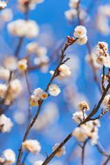Japanease White Plum,in Showa Kinen Park,Tokyo,Japan