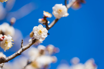 Japanease White Plum,in Showa Kinen Park,Tokyo,Japan