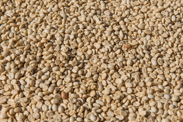 Dried coffee bean background.