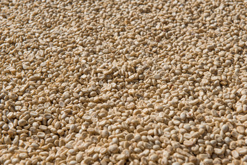 Dried coffee bean background.