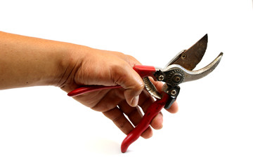 man hand holding a closed secateurs isolated on a white background