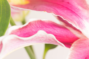 Close up lily flower