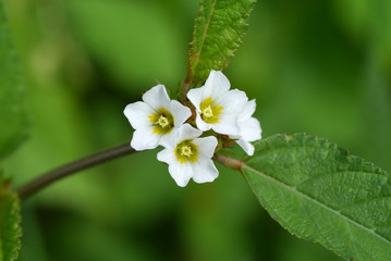 beautiful white flowers in the garden