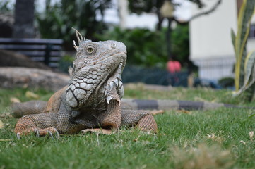 lizard iguana